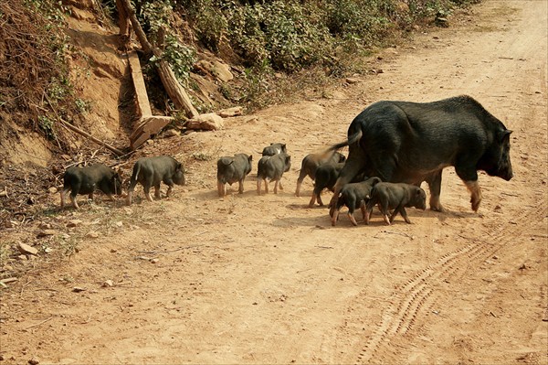 Переход свинского семейства через дорогу